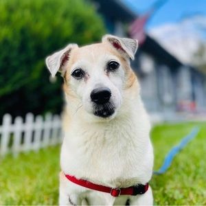 Meet your Posher, Happy!